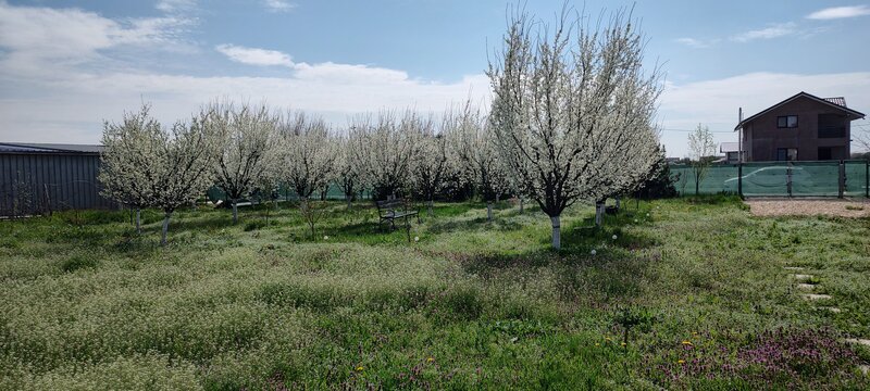 Cascioarele, Ulmi jud. Giurgiu, teren 1.200 mp + casuta de gradina si anexe