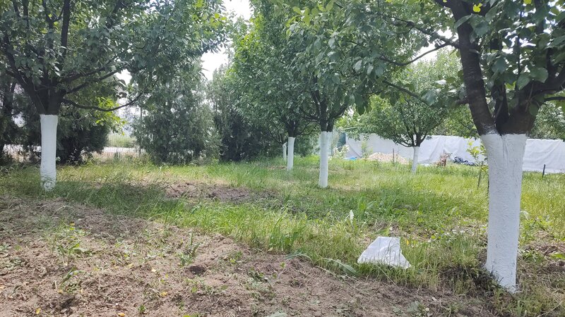 Cascioarele, Ulmi jud. Giurgiu, teren 1.200 mp + casuta de gradina si anexe